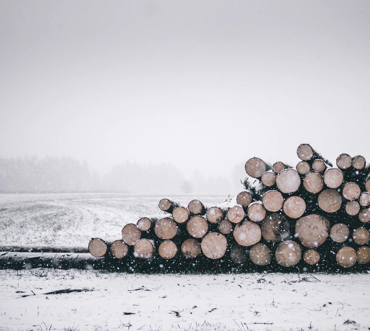 1 января вступили в силу новые ДСТУ на круглые лесоматериалы