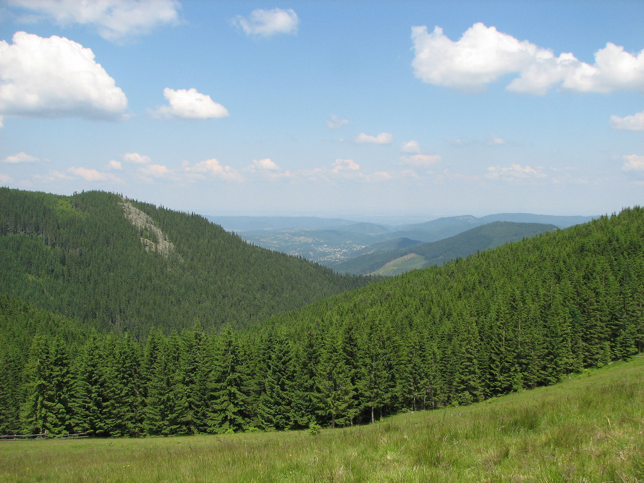 Держлісагентство повідомило про стан лісів в Україні