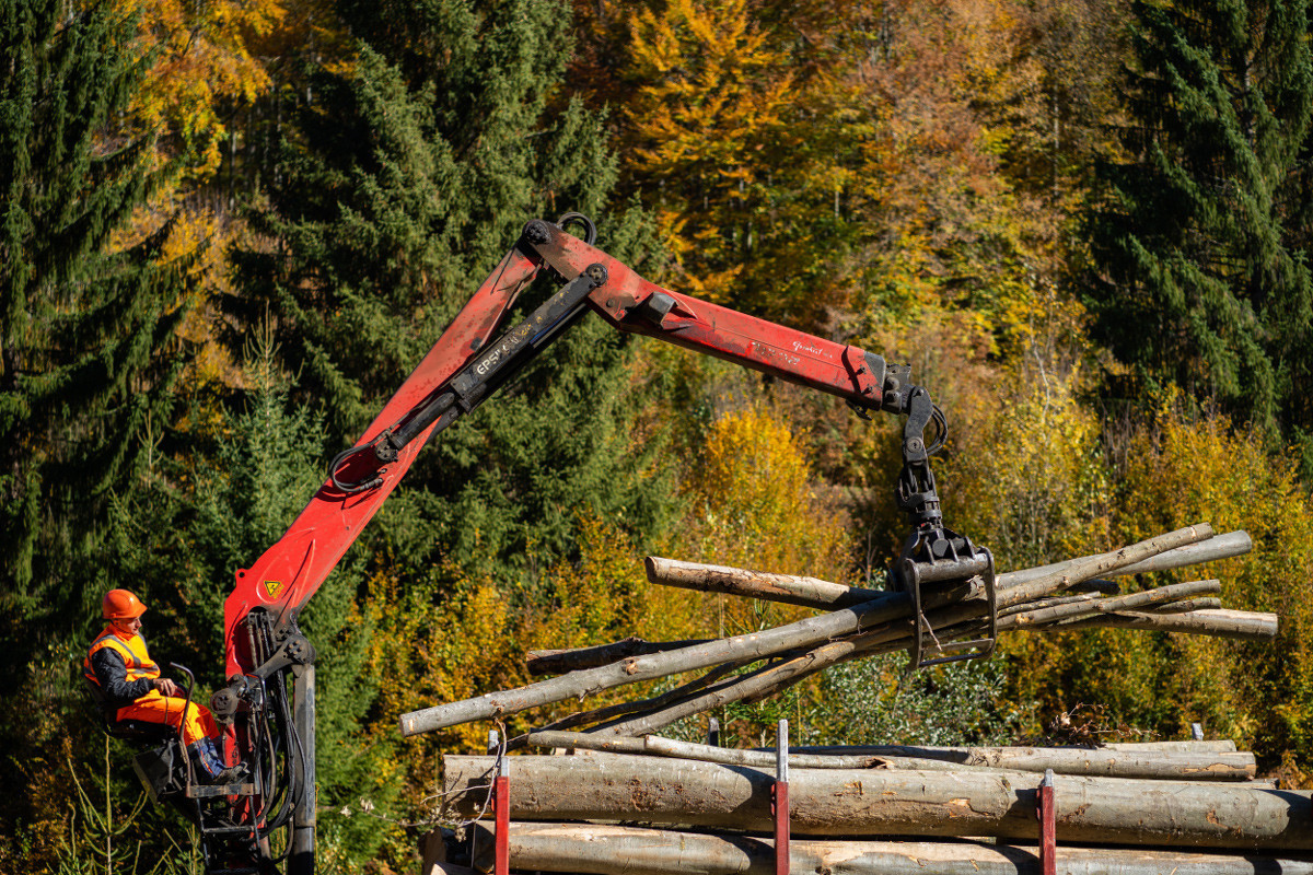 IKEA планирует возобновлять леса