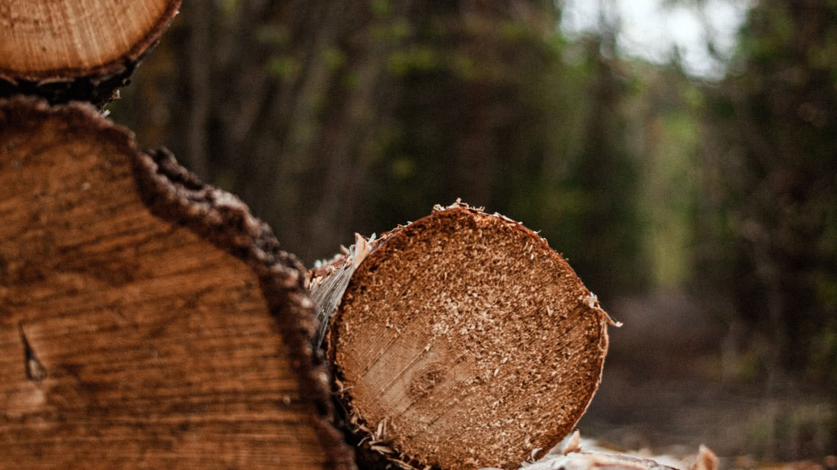 Меблева галузь потребує поновлення сертифікації деревини