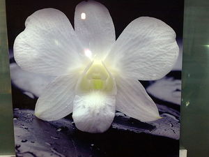 Фотомолекулярная полноцветная печать под стеклом, глянец. &mdash; ДІОНІС