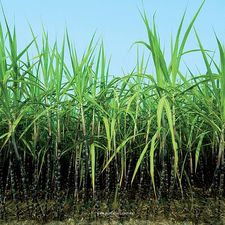 Стеновые 3d панели WallArt (ЭКОПРОДУКТ) - отделка стен, декор стен — WallArt Стеновые 3d панели WallArt (ЭКОПРОДУКТ) - отделка стен, декор стен — WallArt